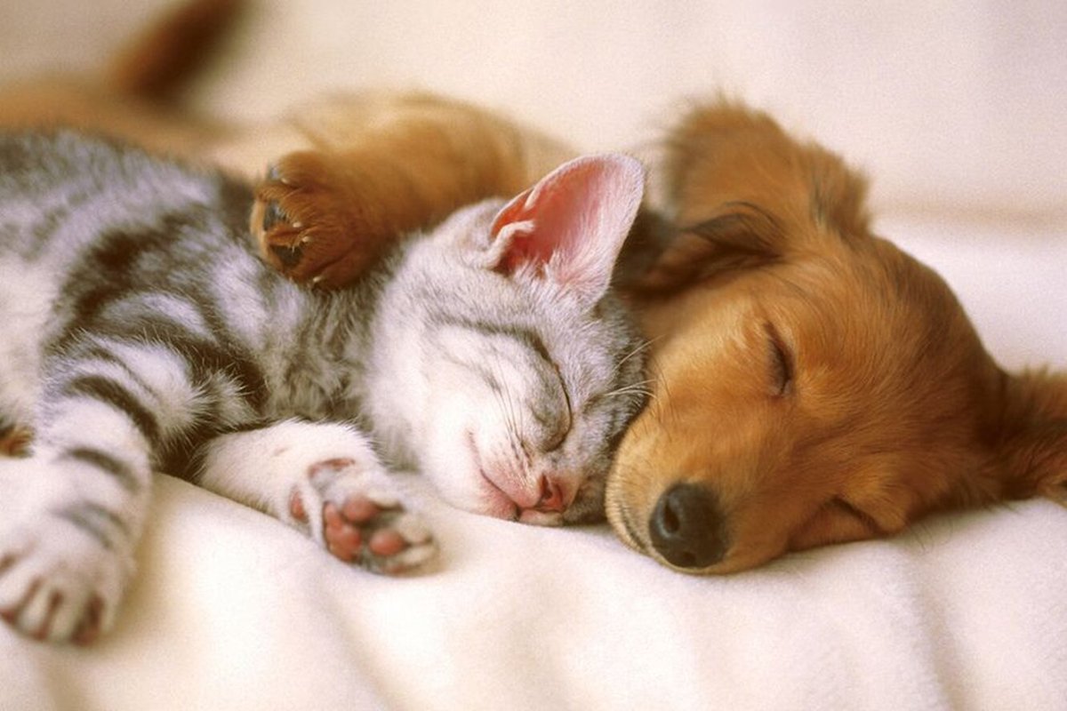 Милые животные спят