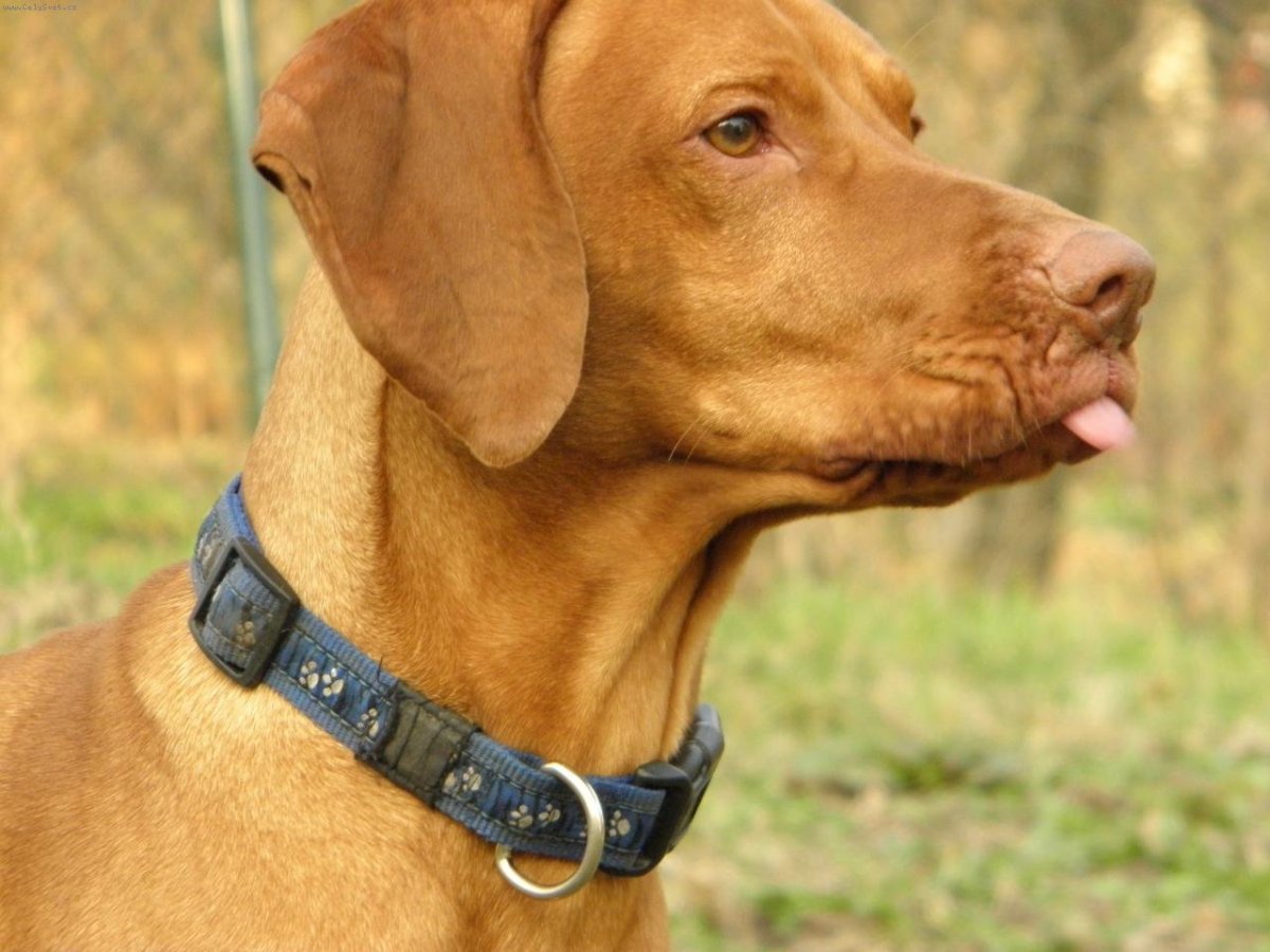 Такса собака короткошерстная