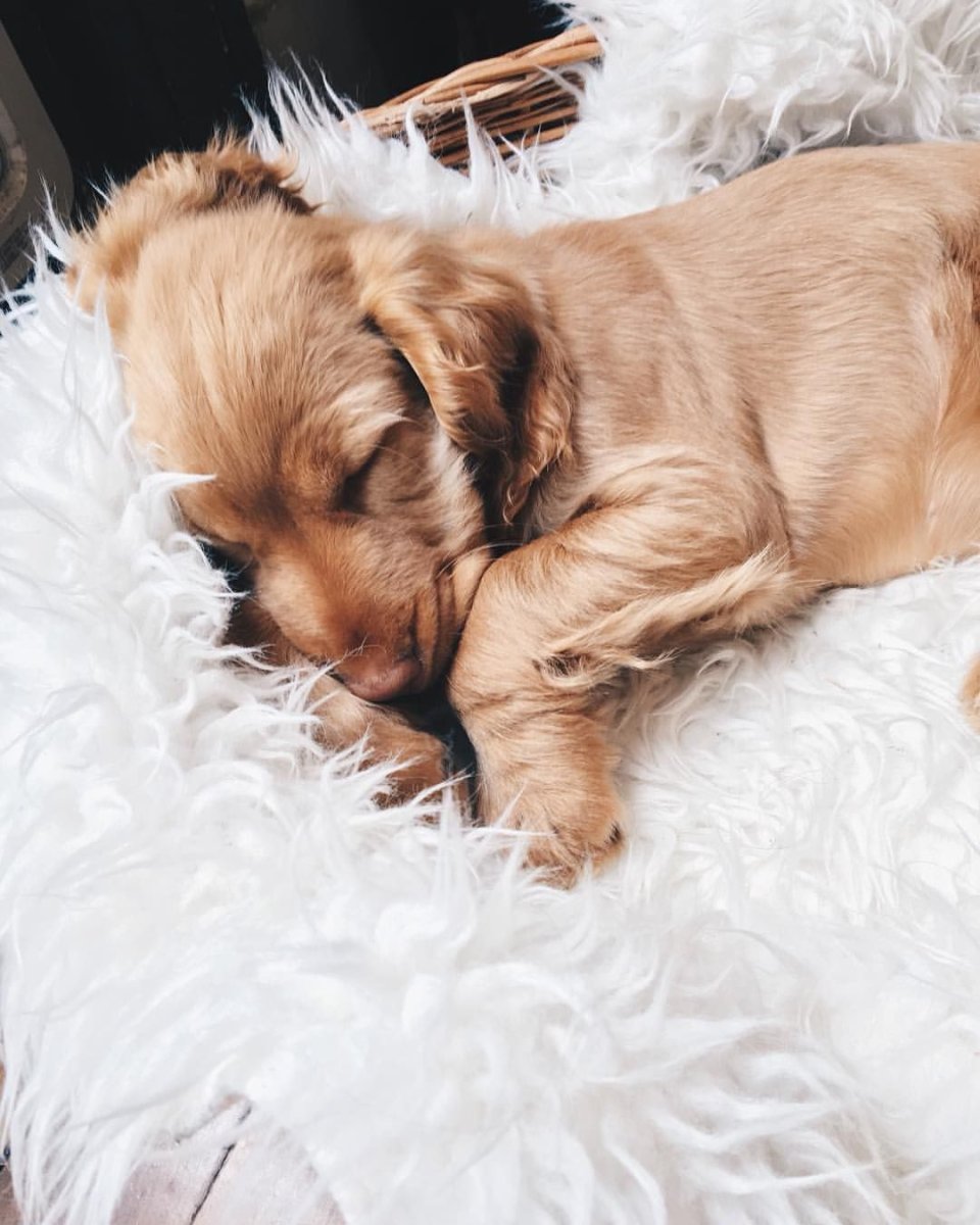 Спящие щеночки