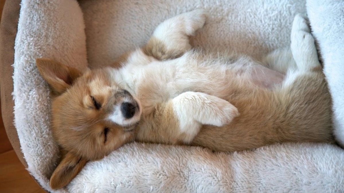 Спящий щенок