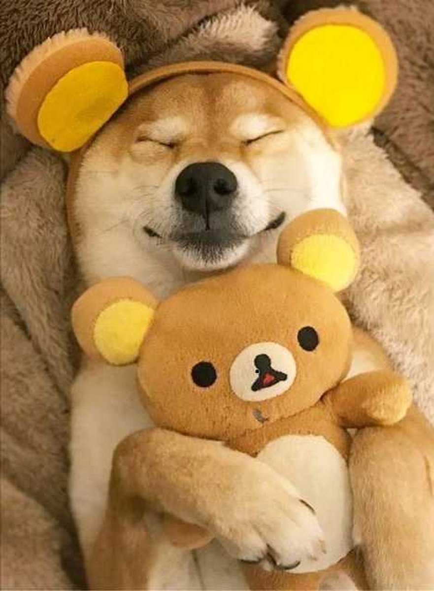 Сиба ину спит