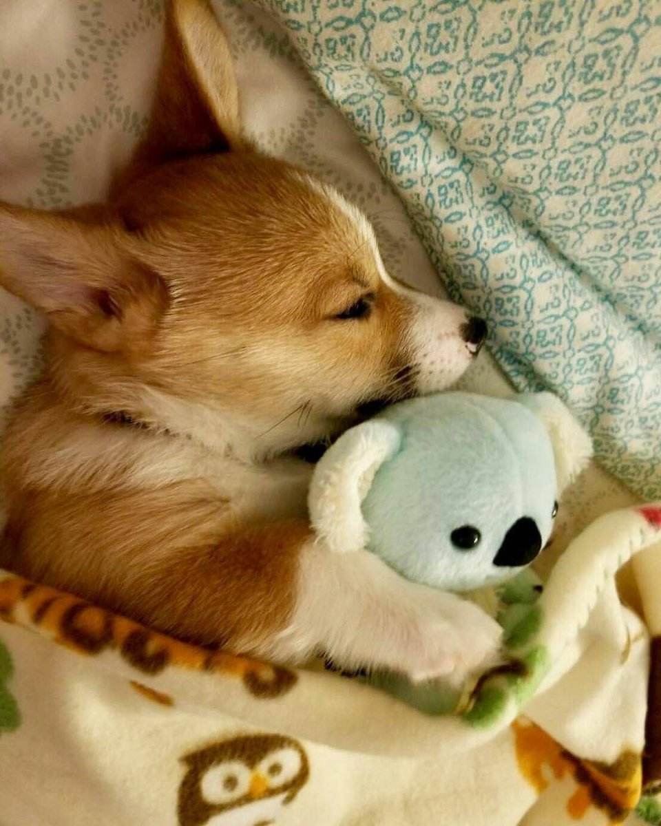 Милые спящие животные