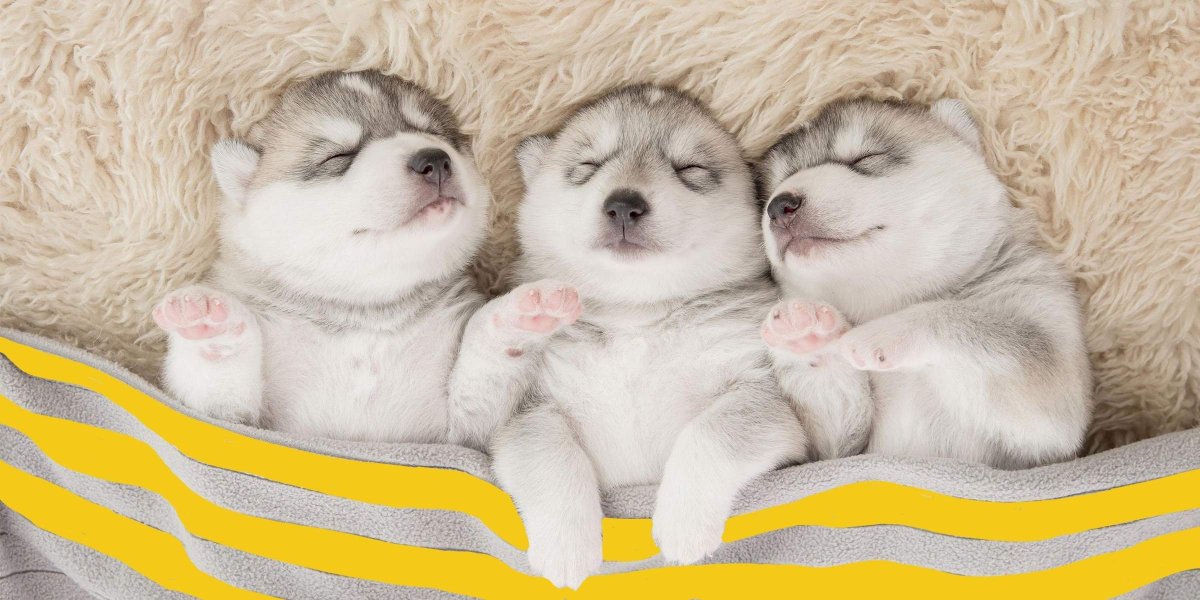 Спокойной ночи хаски