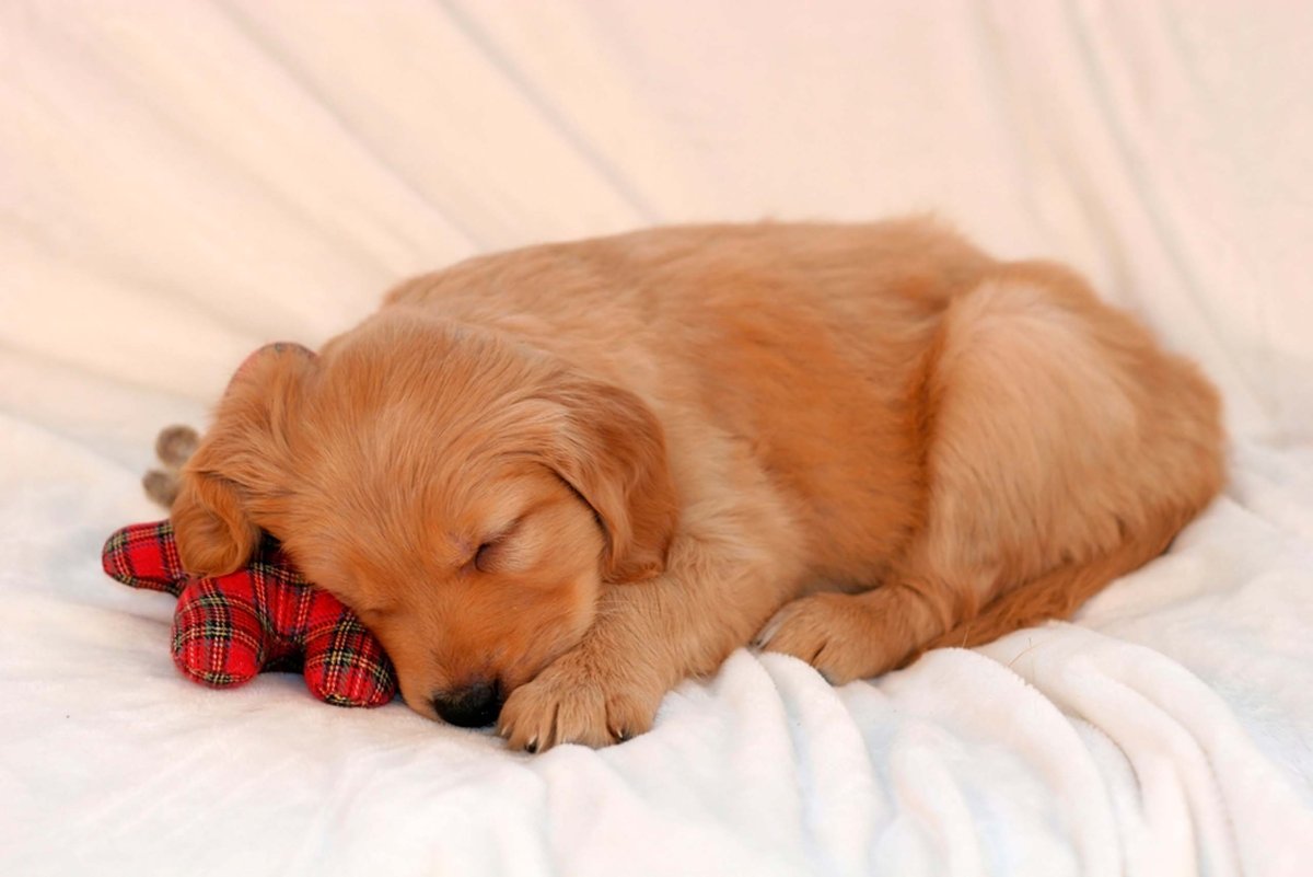 Спящие щенки