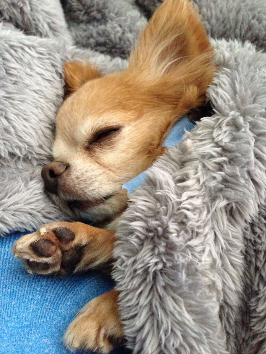 Чихуахуа вислоухие