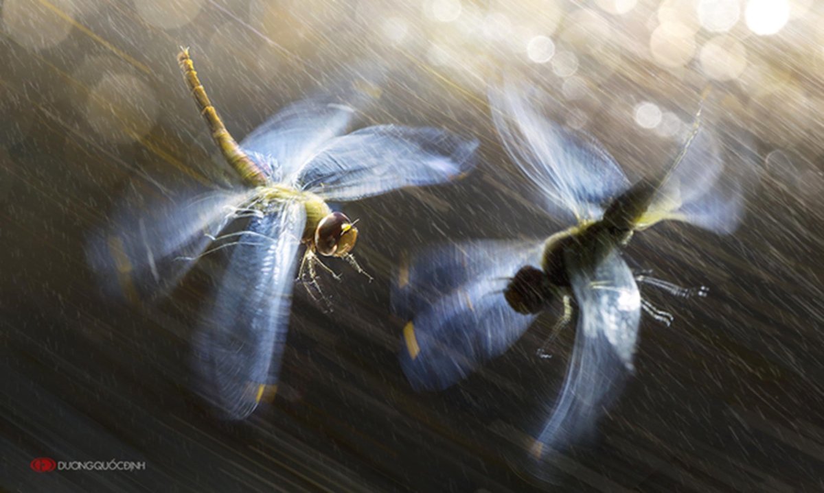 Замедленный полет Стрекозы