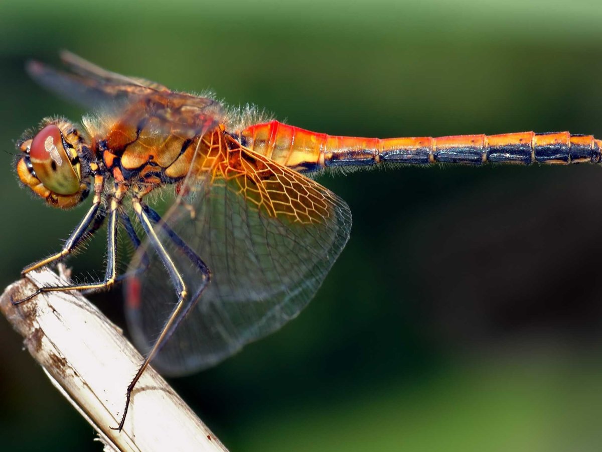 Sympetrum flaveolum