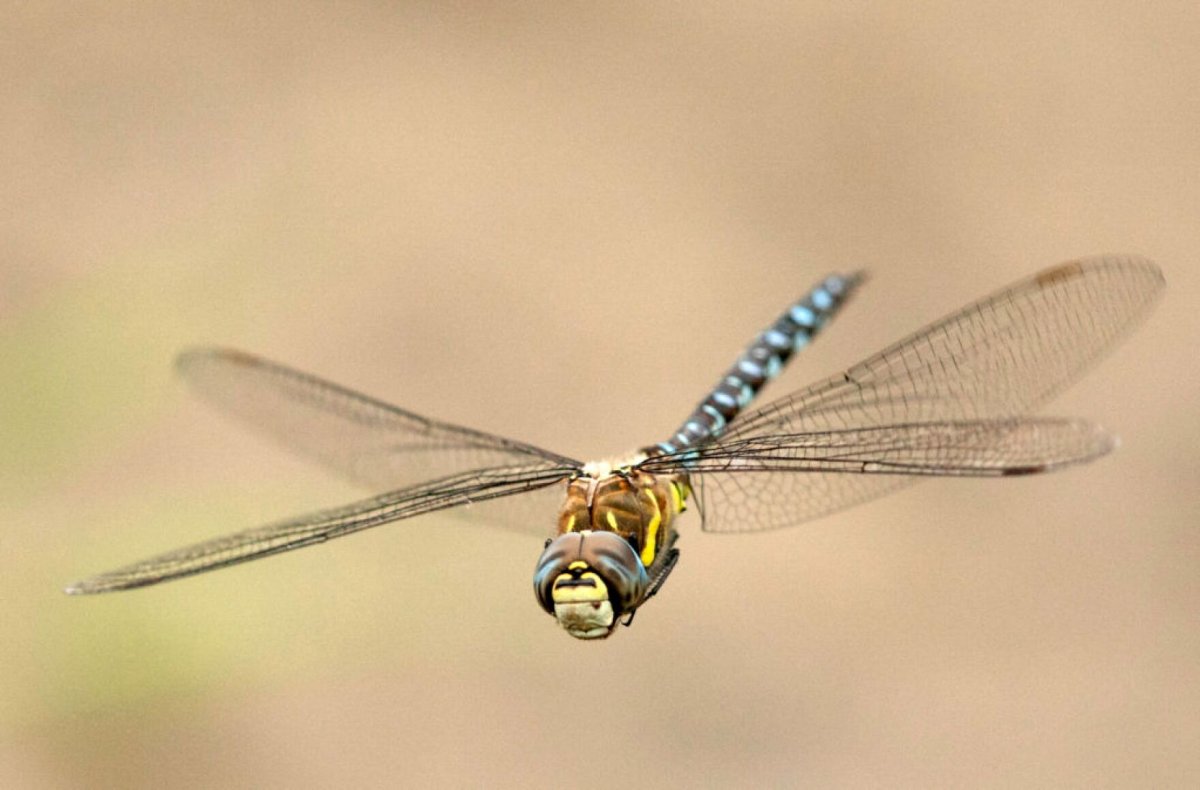 Стрекоза Одоната