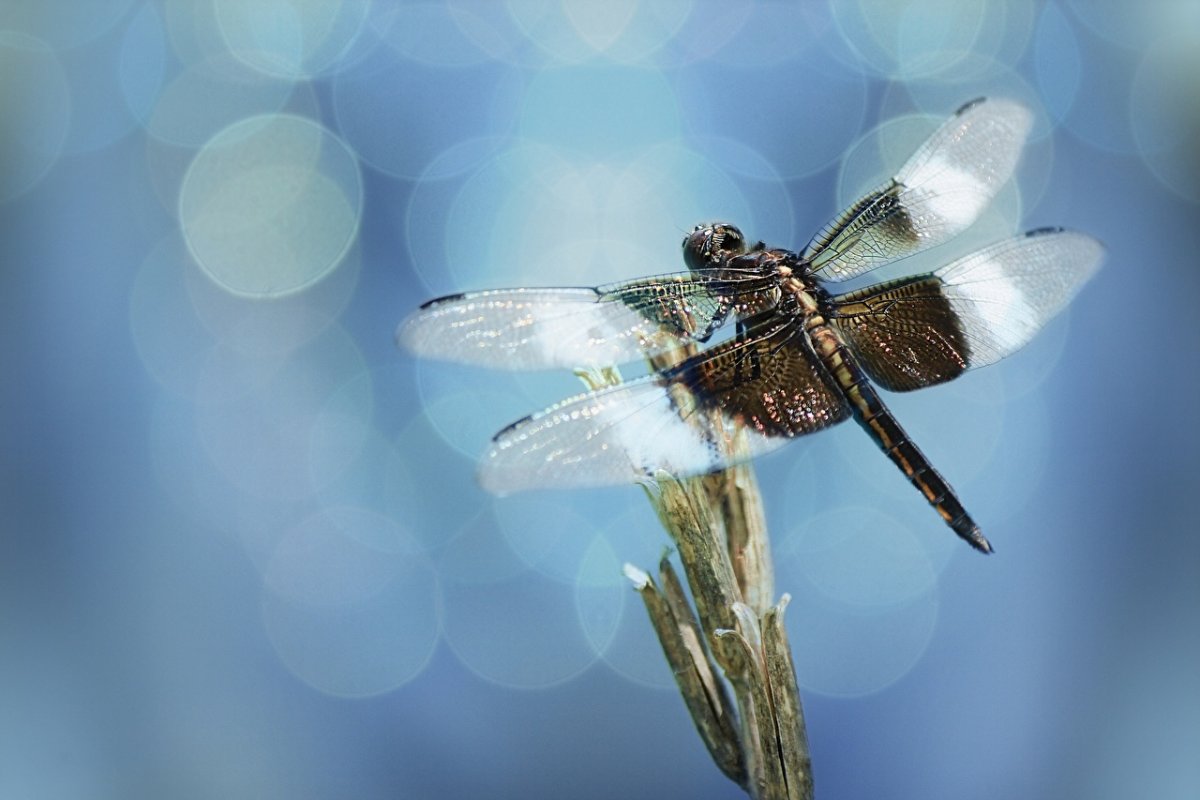 Красивые бабочки и Стрекозы