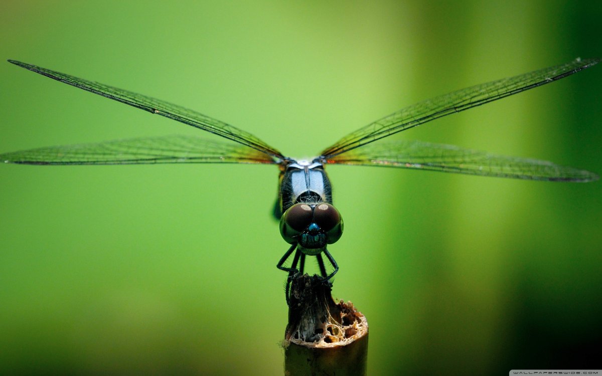 Макрофотография Стрекозы