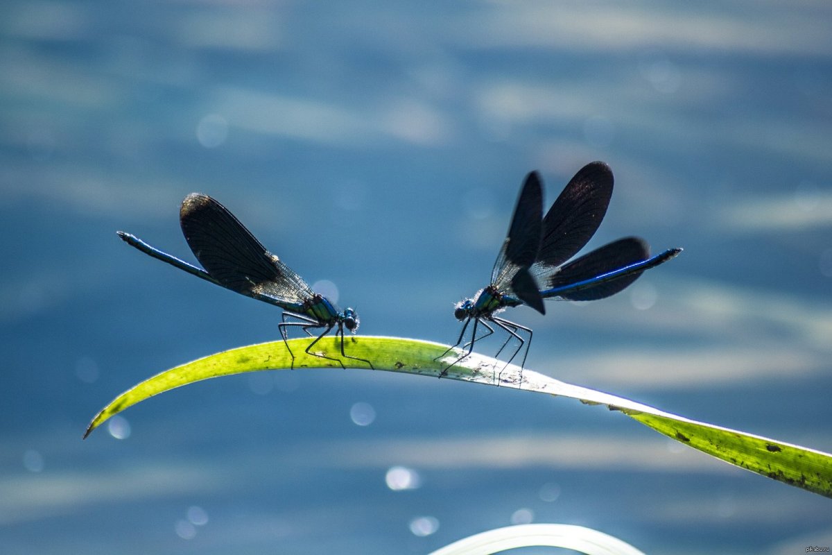 Стрекоза на озере