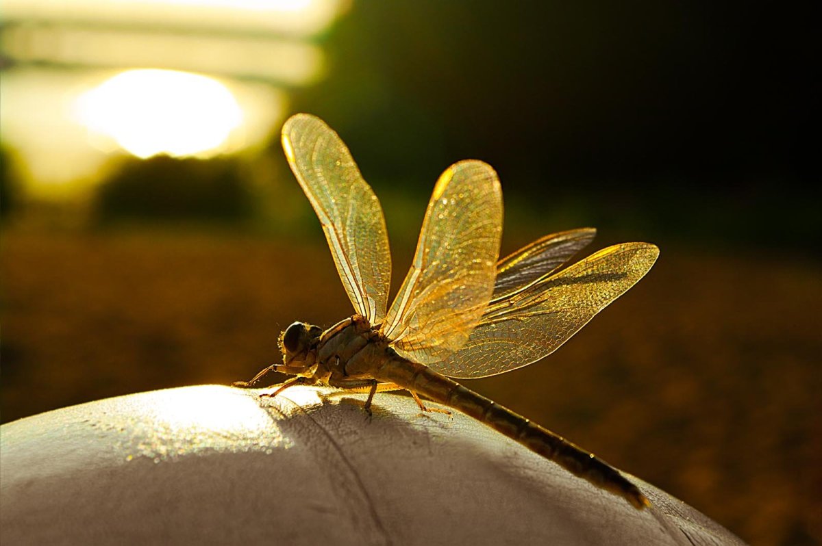 Стрекоза взлетает