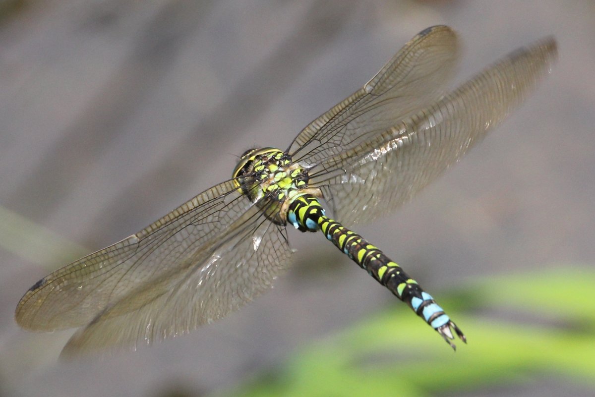 Стрекоза в полете