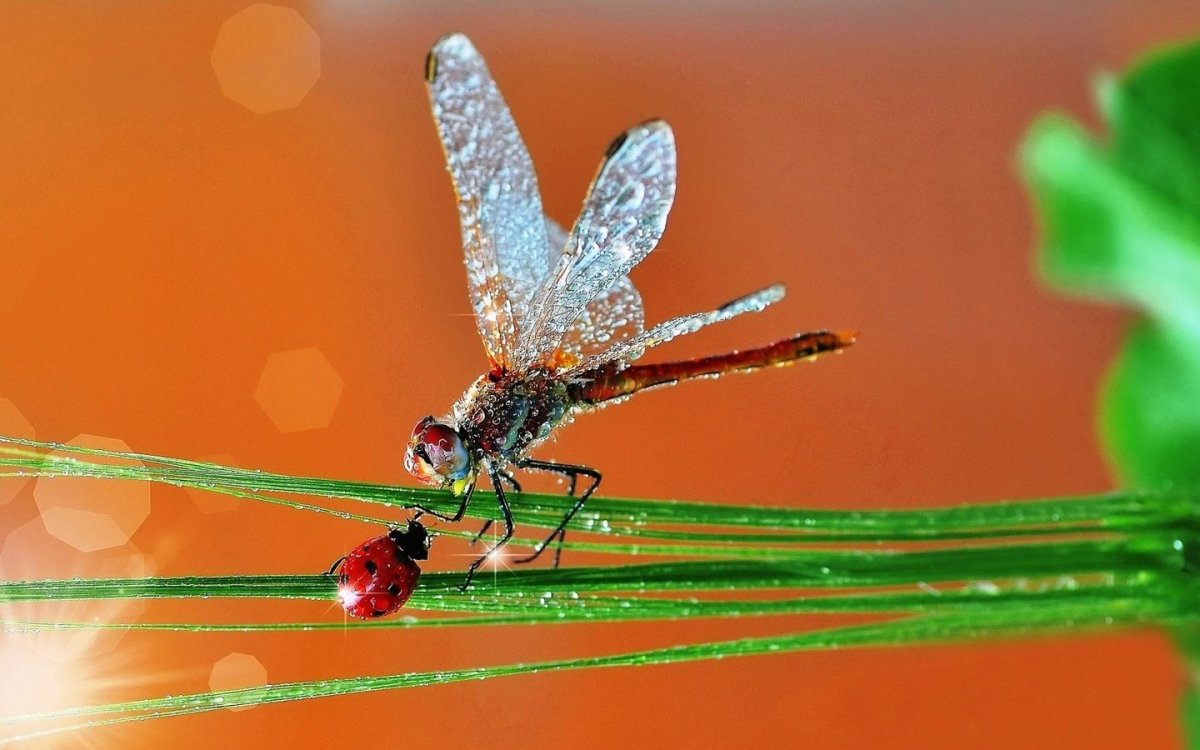 Стрекоза макро