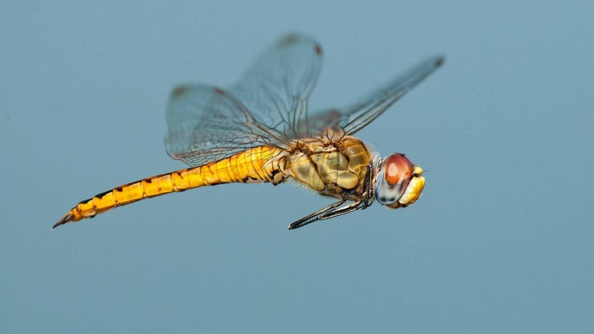 Полет насекомых