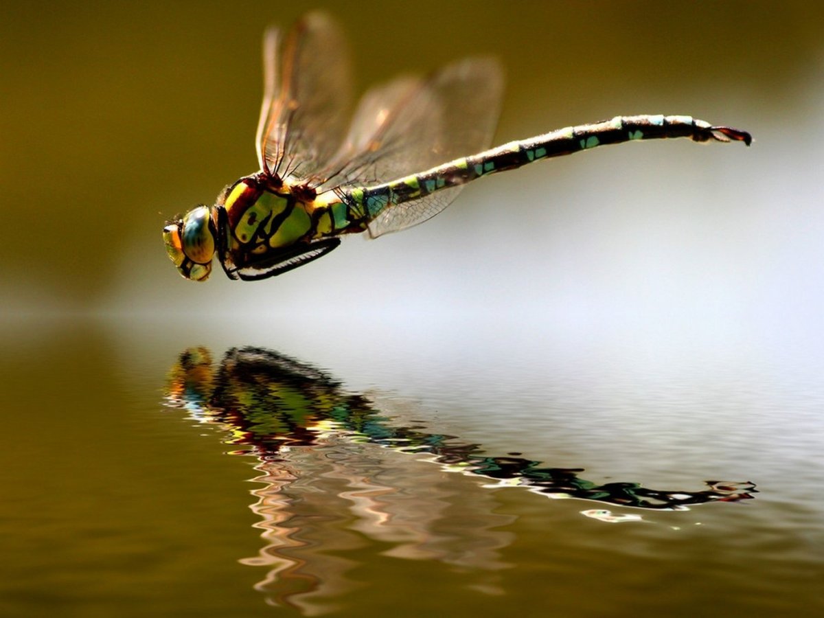 Полет Стрекозы