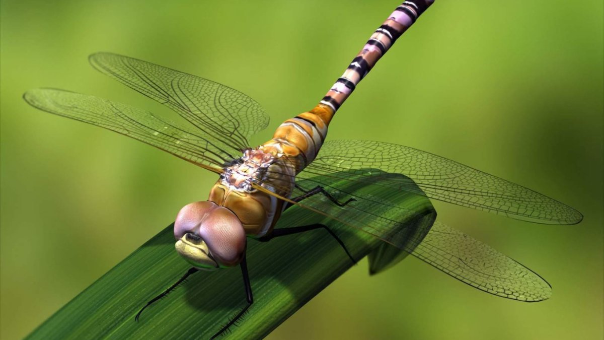 Стрекоза фото для детей дошкольного возраста