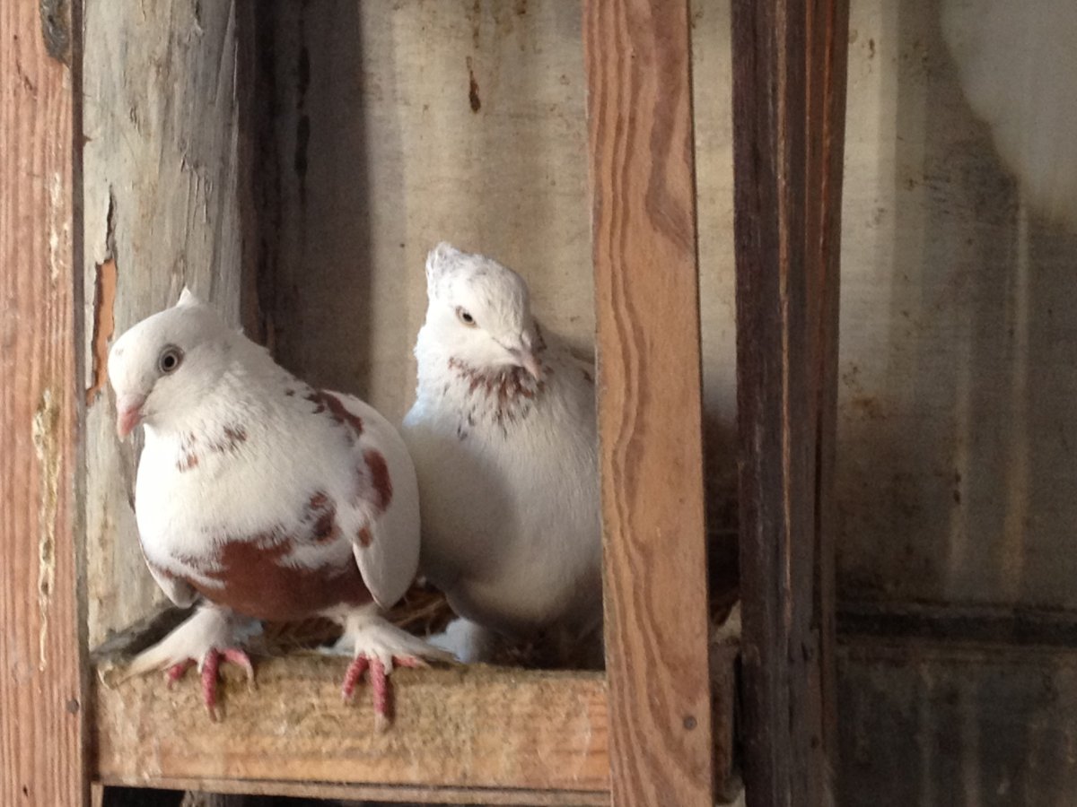 Узбекские бойные голуби