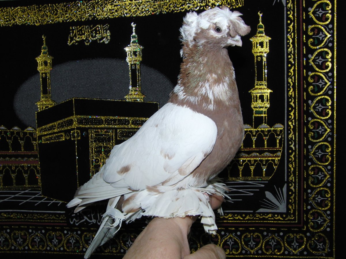 Бойные голуби касаны