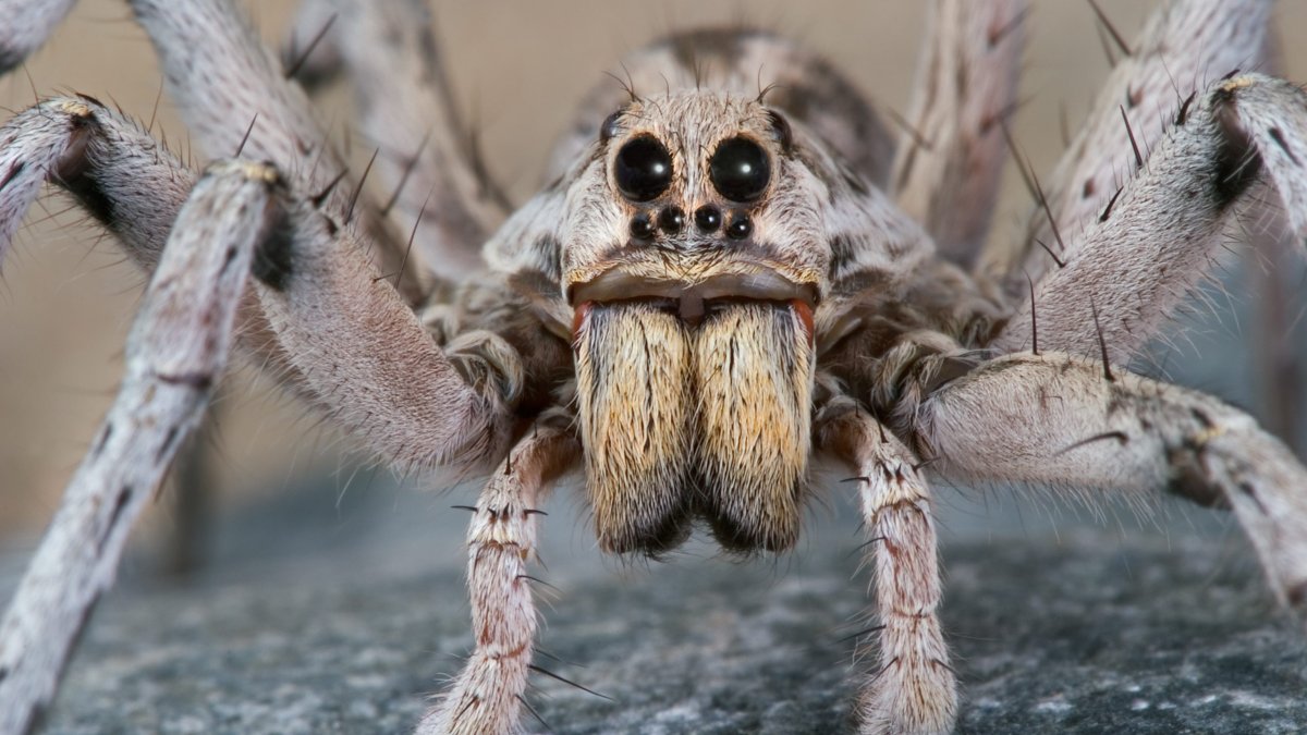 Богомол чертов цветок Idolomantis diabolica