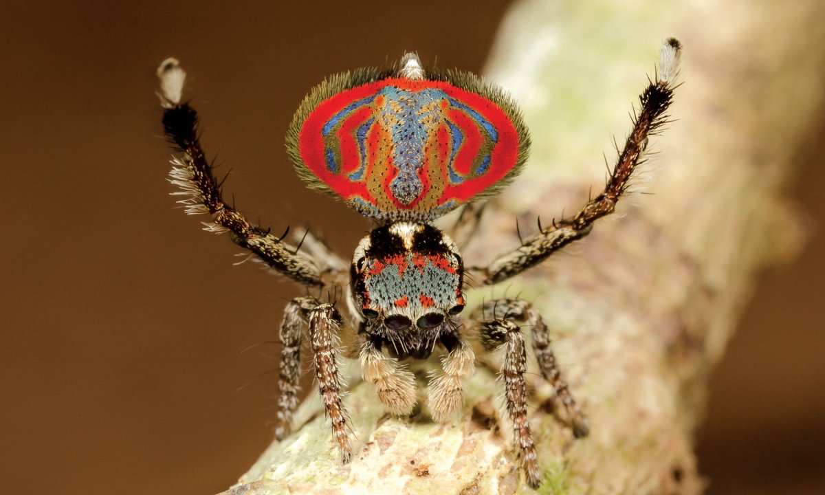 Паук Maratus volans