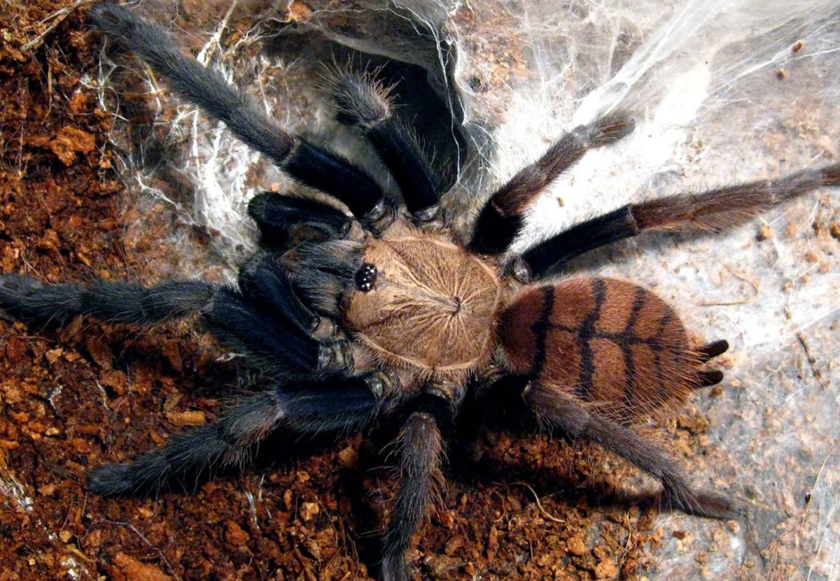 Паук мраморный кругопряд