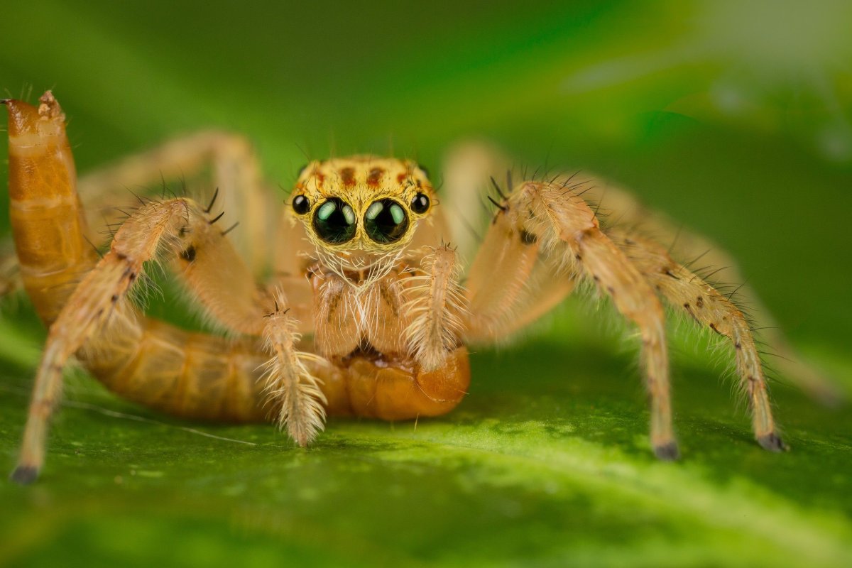 Паук скакун анатомия