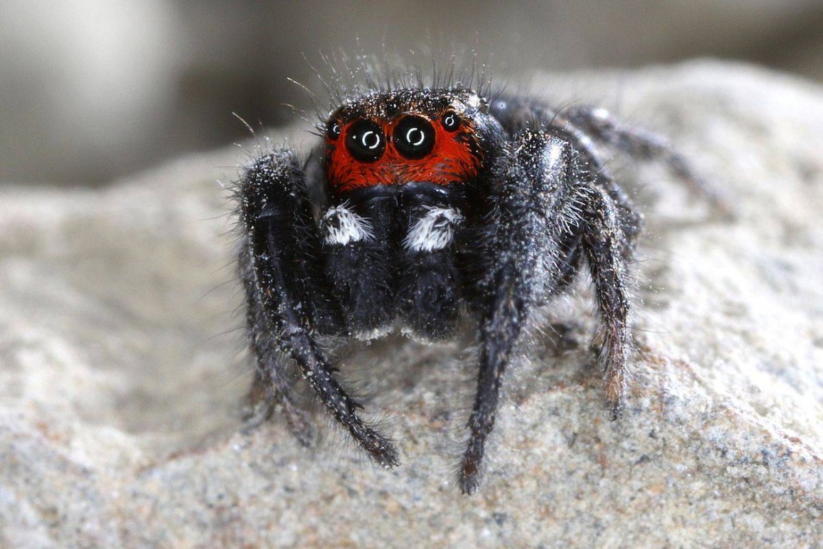 Сиднейский лейкопаутинный паук