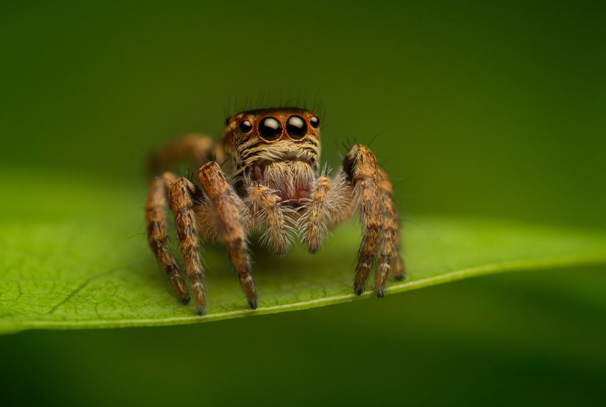 Паук Тарантул маленький