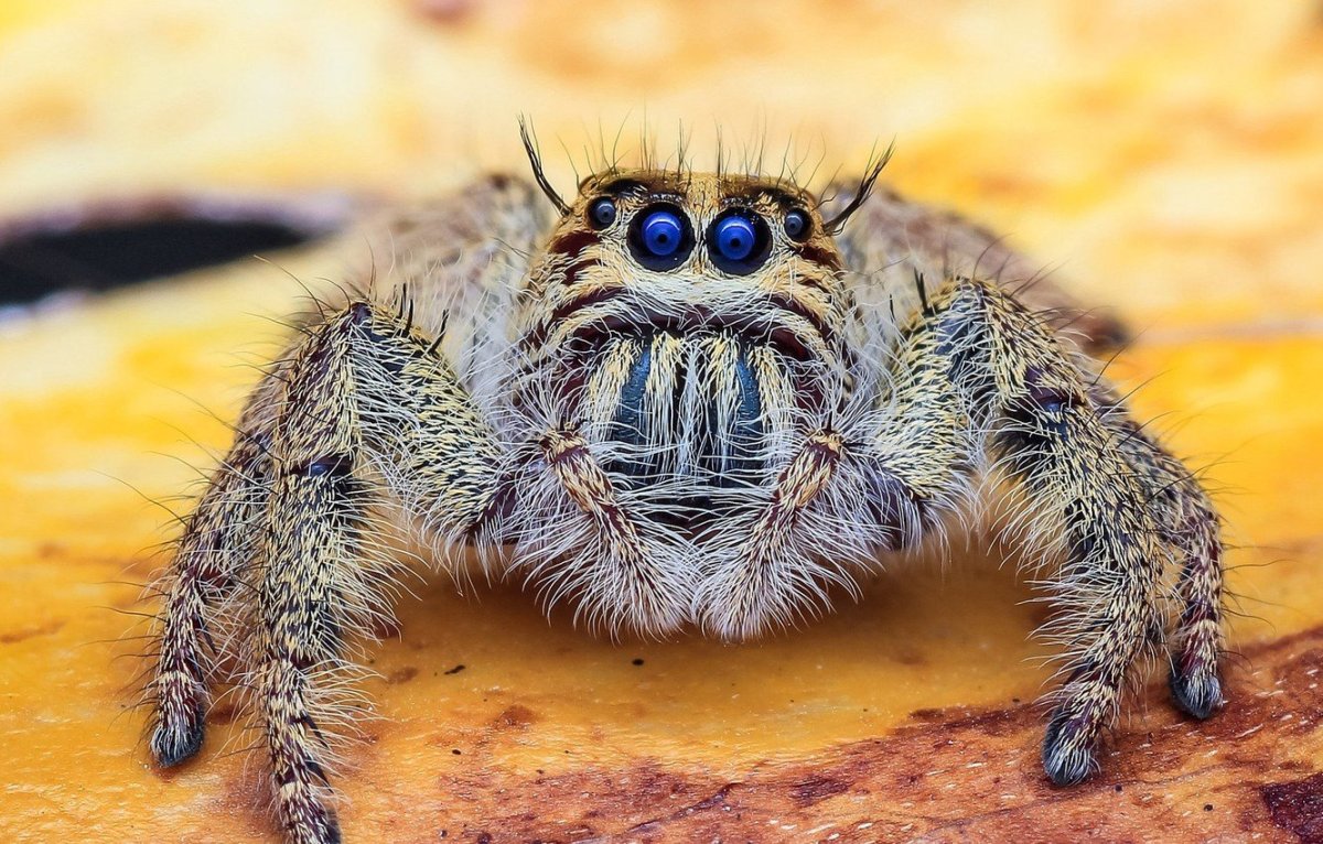 Euophrys omnisuperstes