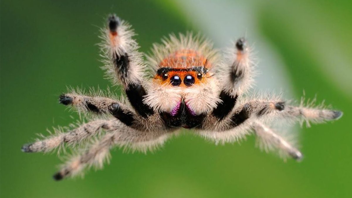 Паук-Павлин (Maratus volans)