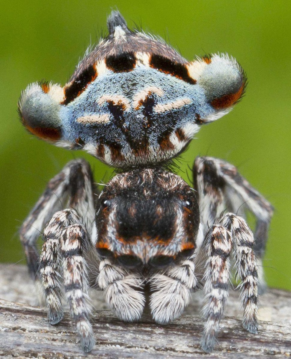 Террариум для паука скакуна