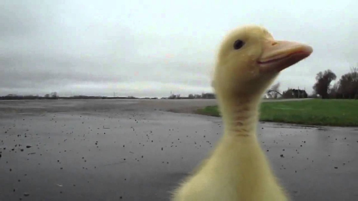 Утка в камере