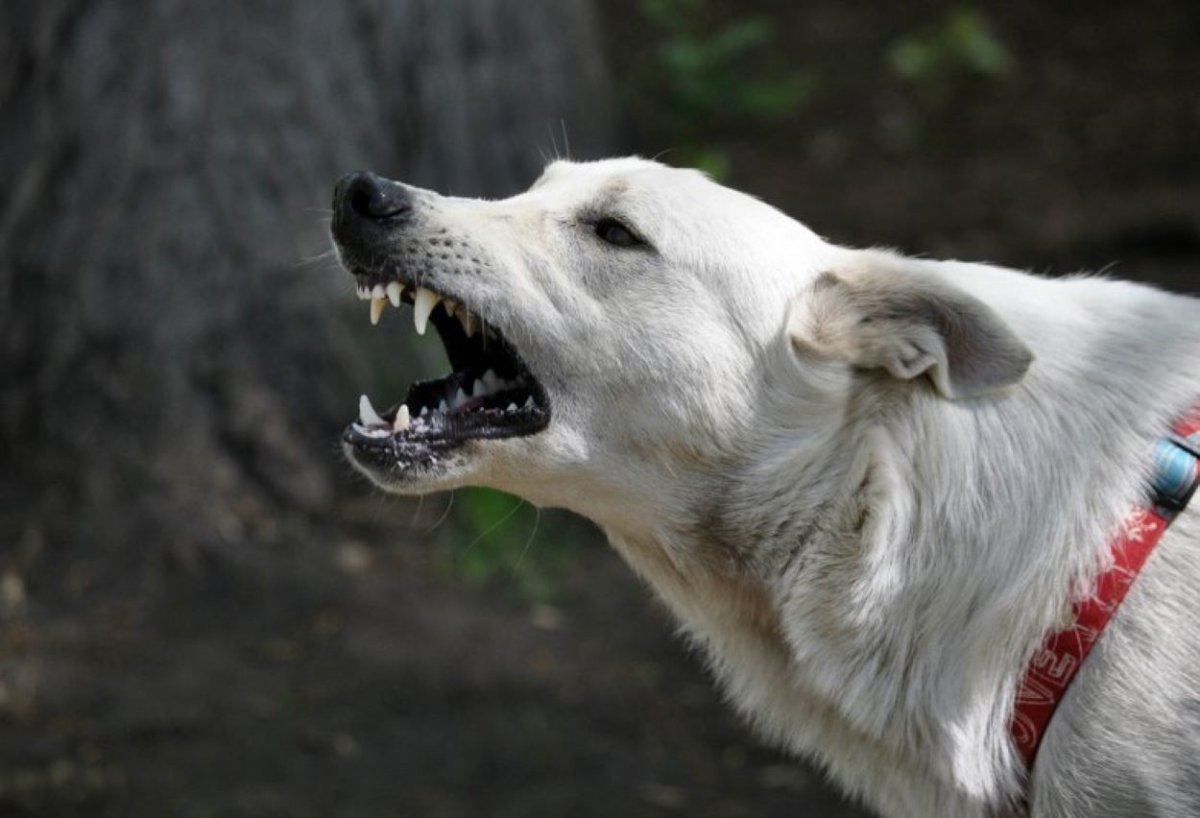 Гиеновидная собака и гиена