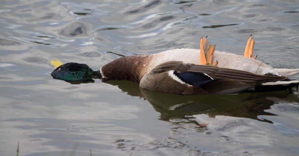 Утка плачет