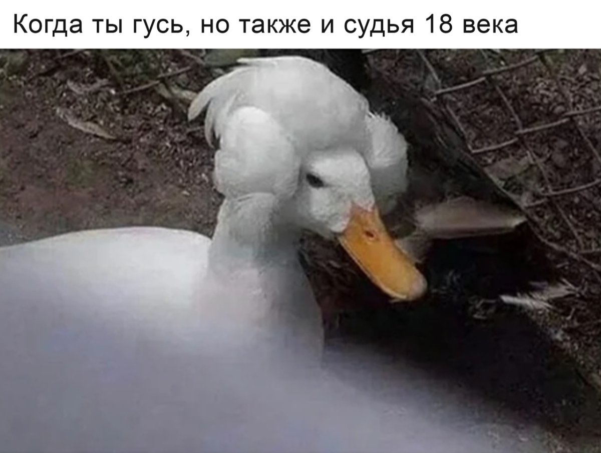 Гусь с прической