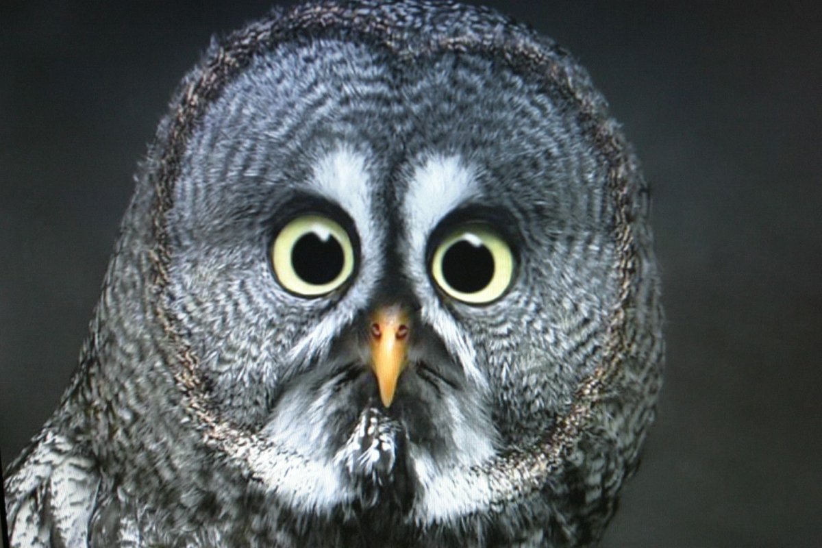 Смешные Совы