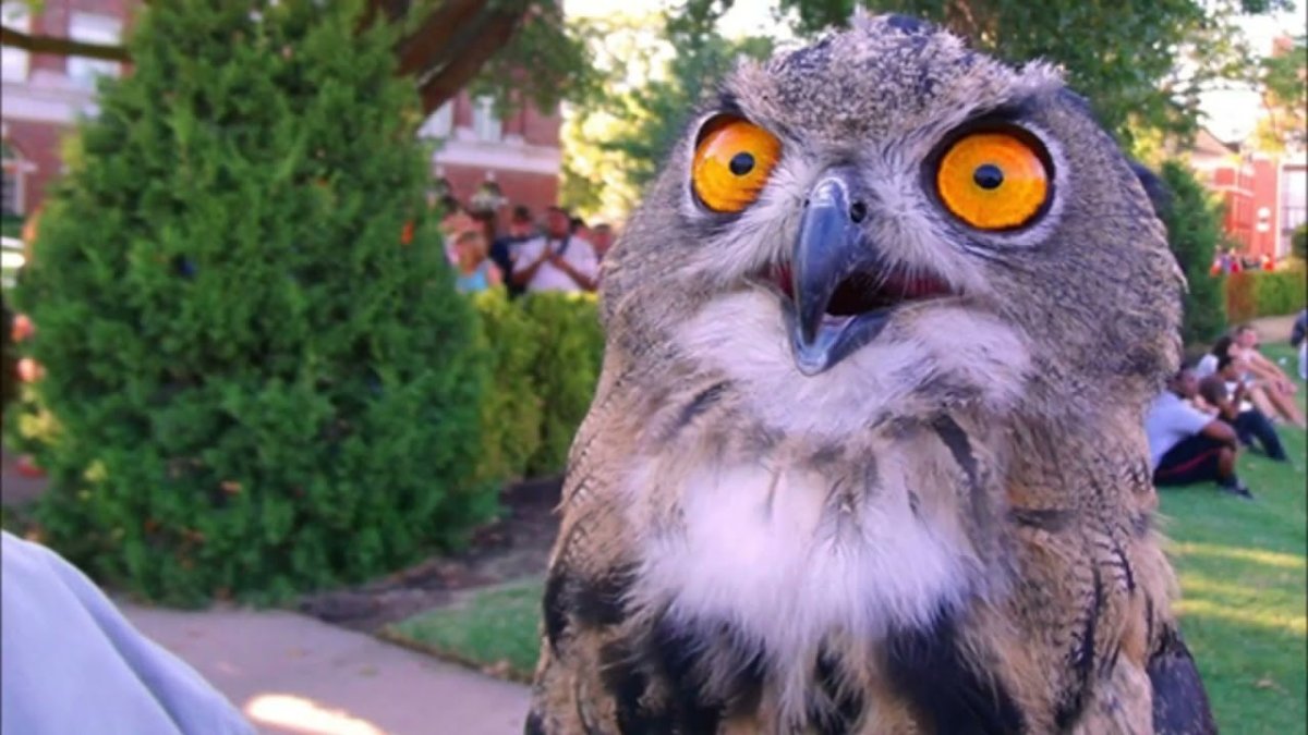 Сова удивление