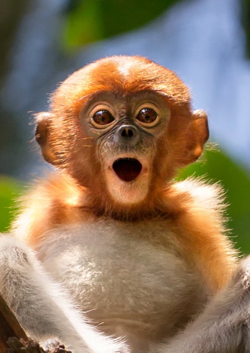 Удивленные обезьяны