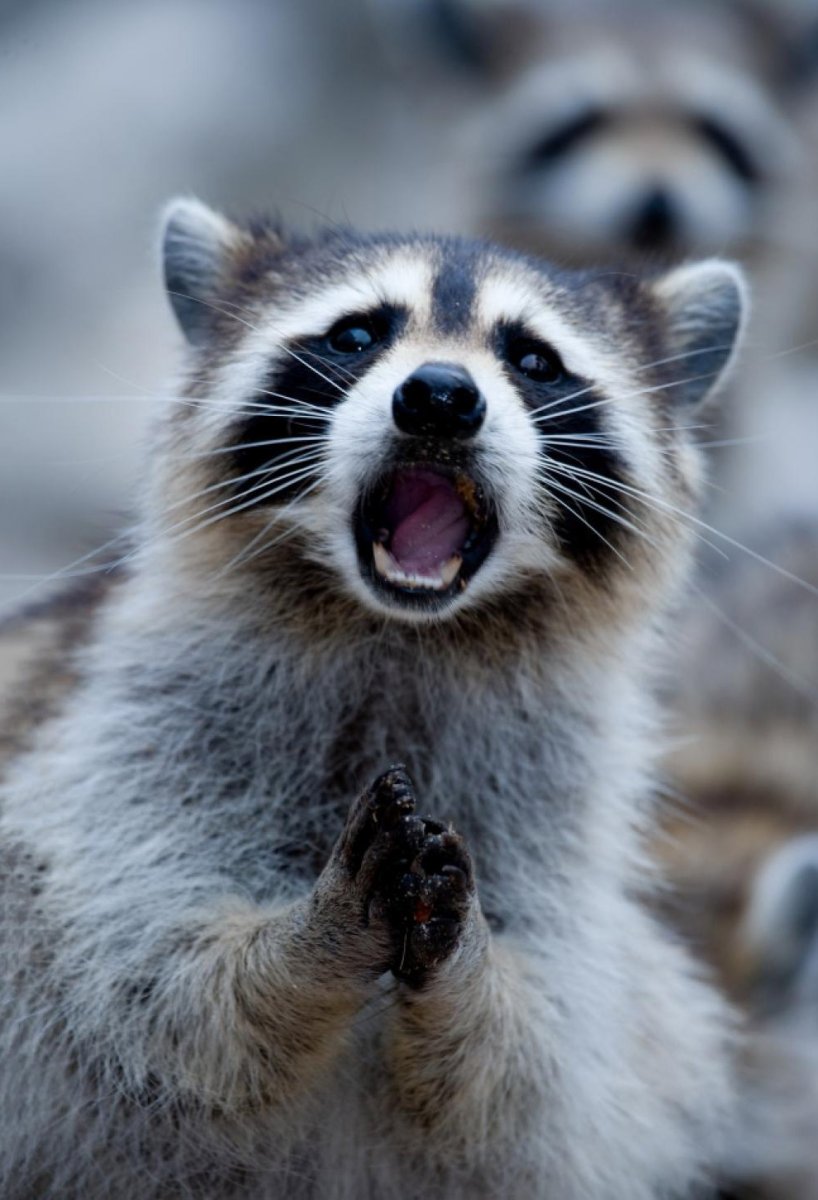 Удивленный енот