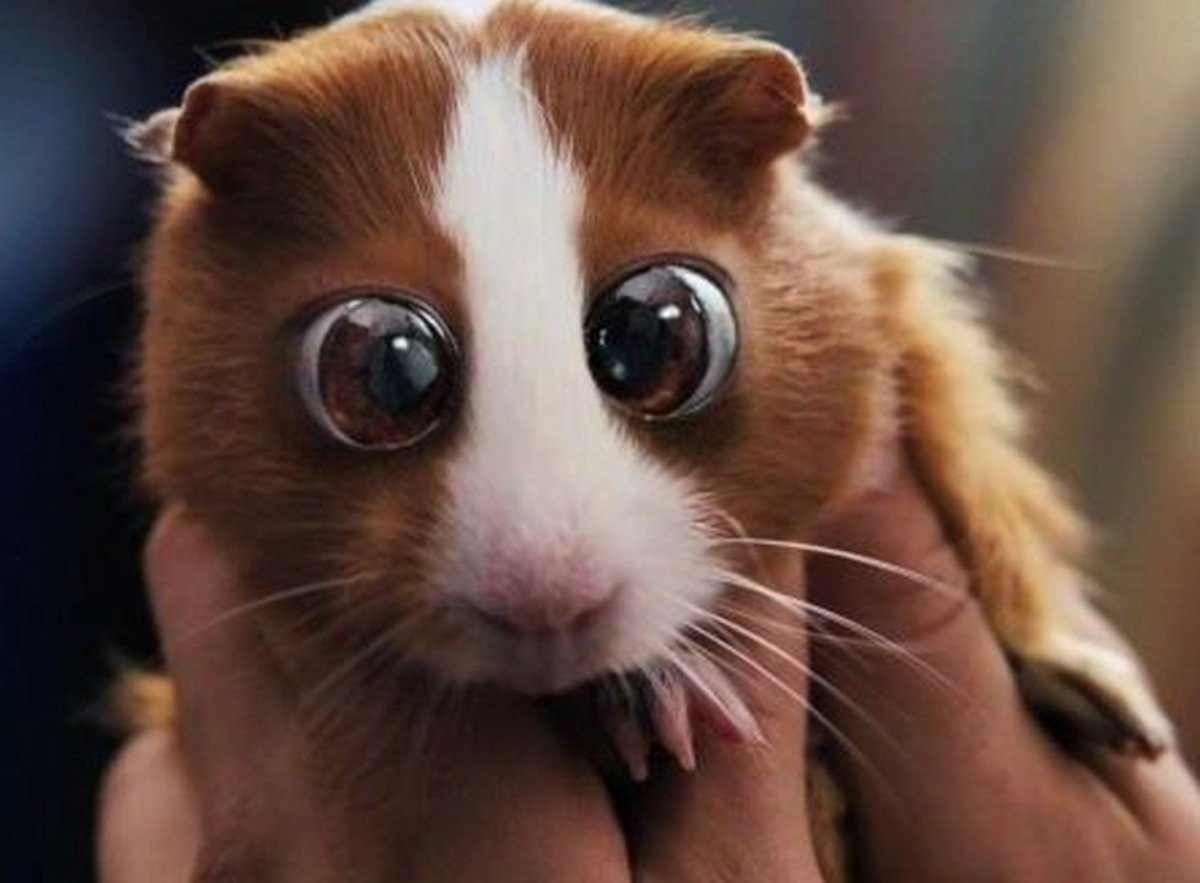 Морская Свинка Плаксик из фильма