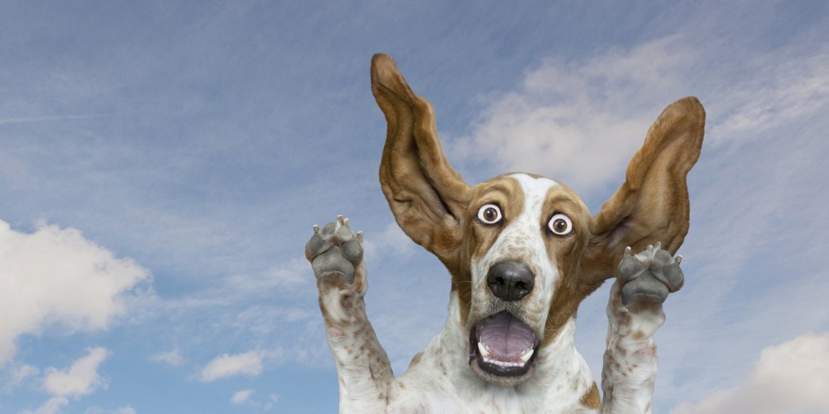 Собака удивляется