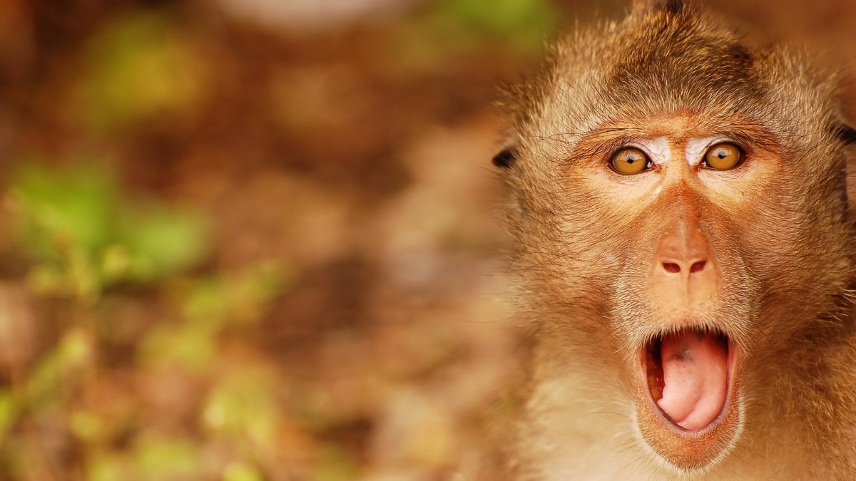 Испуганная обезьяна