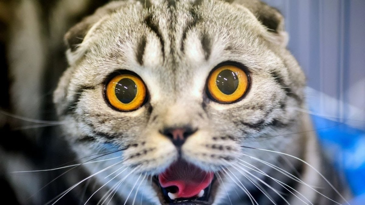 Кот в шоке