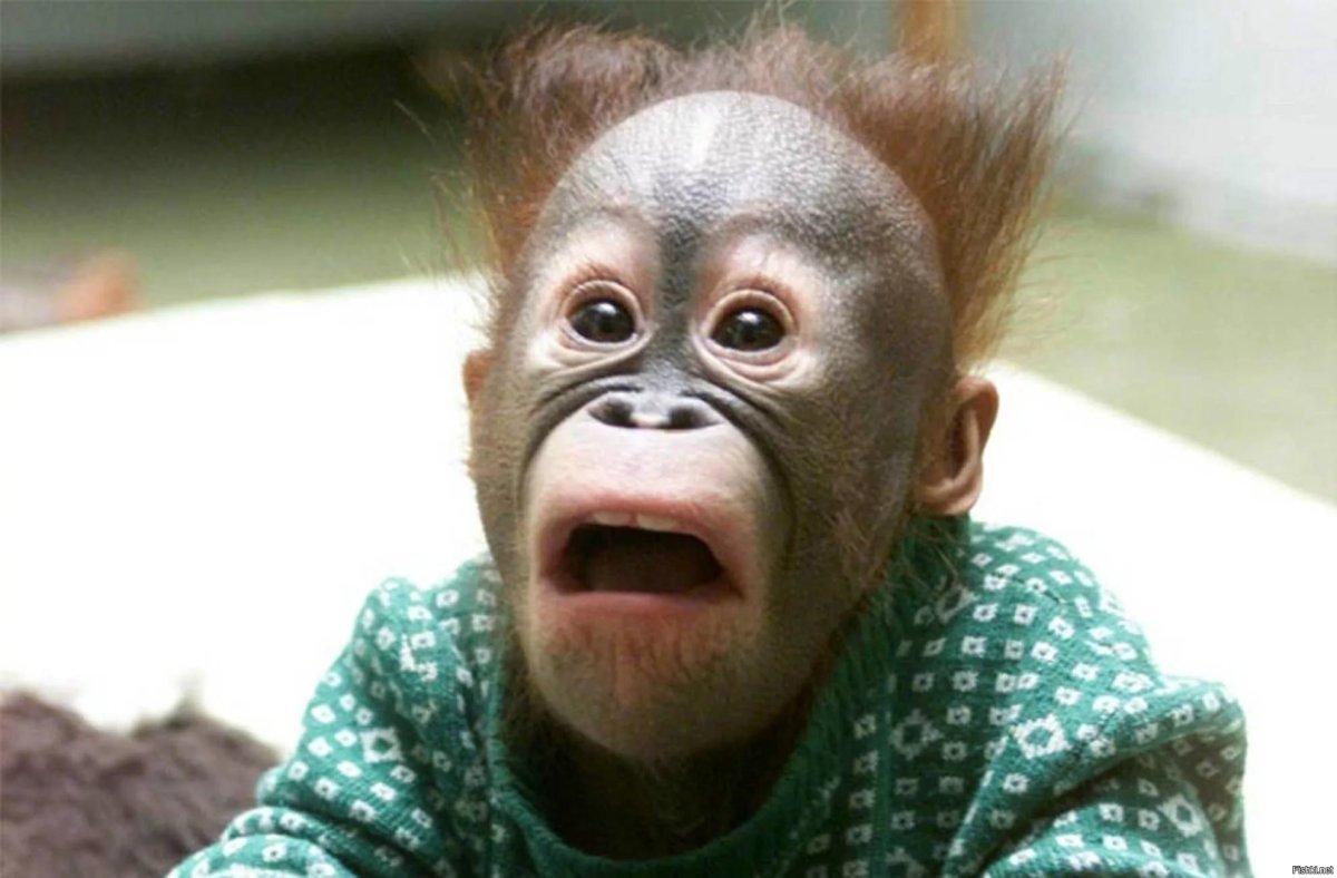 Смешные обезьянки