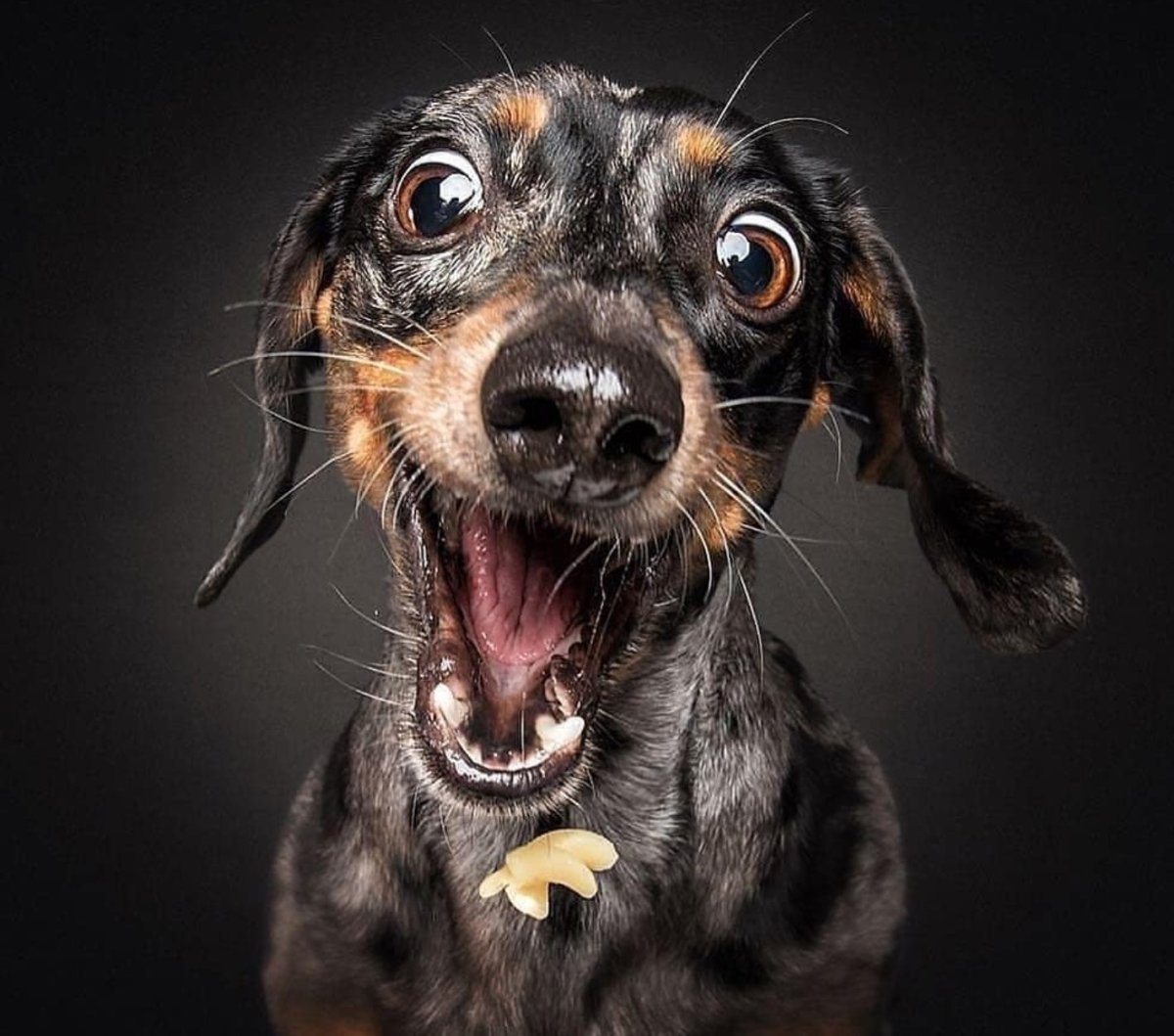 Смешная морда