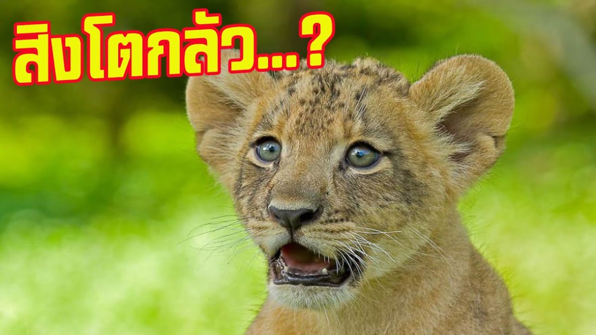 Эмоции животных