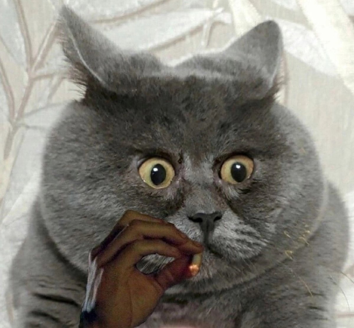 Кот Федя из Ростовской области