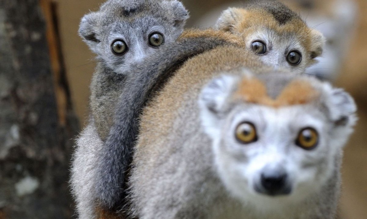 Интересные звери