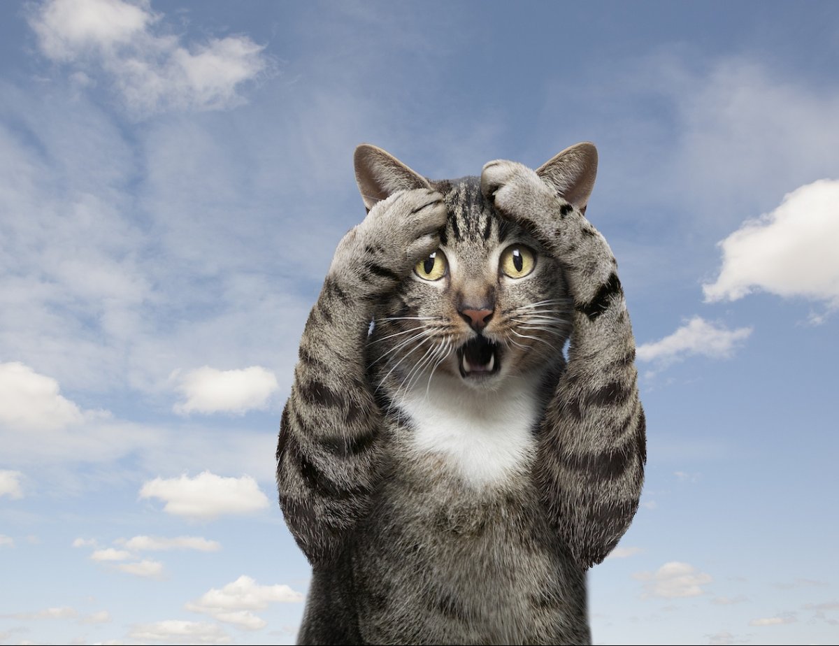 Испуганные котики